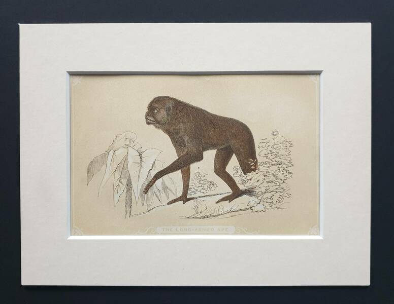 The Long Armed Ape Original 1851 John Tallis Woodblock Print Vinterior