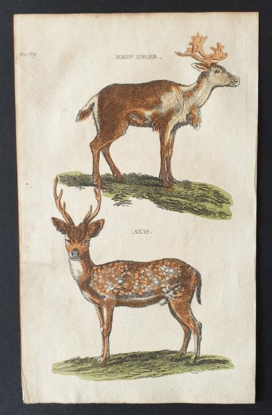 Original 1821 Hand Coloured Animal Print   Rein Deer/ Axis