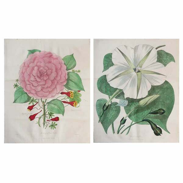 Large Pair Of Original Antique Botanical Prints, Dated 1838