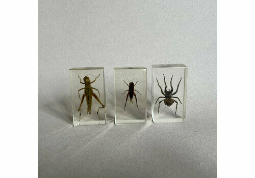 X3 Real Life Bugs And Insects Taxidermy Paperweight In Resin Bug Clear Collectable Lucite Decorative Ornament Display Spider
