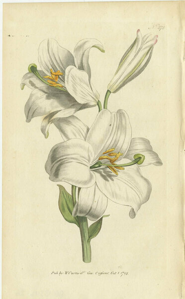 Antique Botany Print Of Litium Candidum Or White Lily