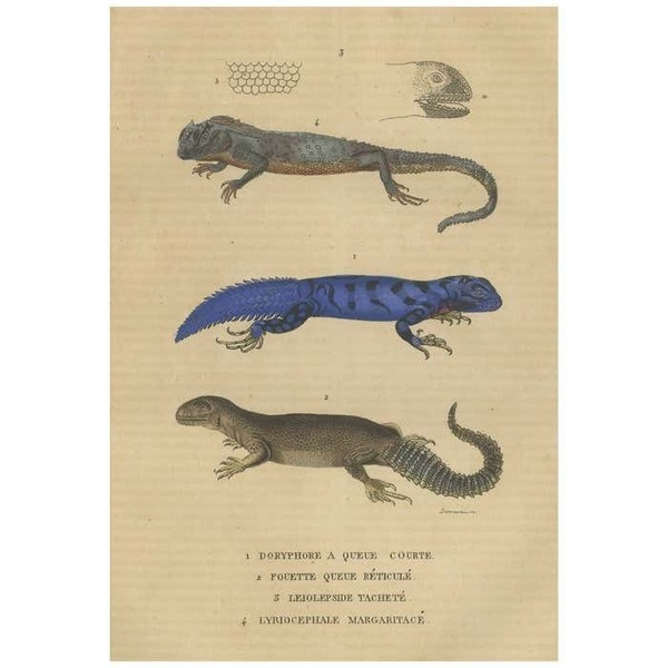 Old Hand Colored Print Of Lizard Species, Head And Scale