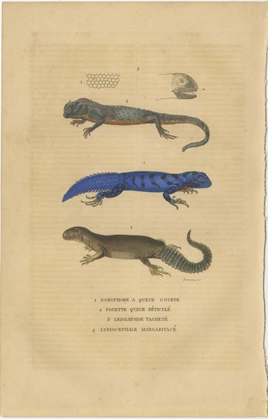 Old Hand Colored Print Of Lizard Species, Head And Scale photo furniture