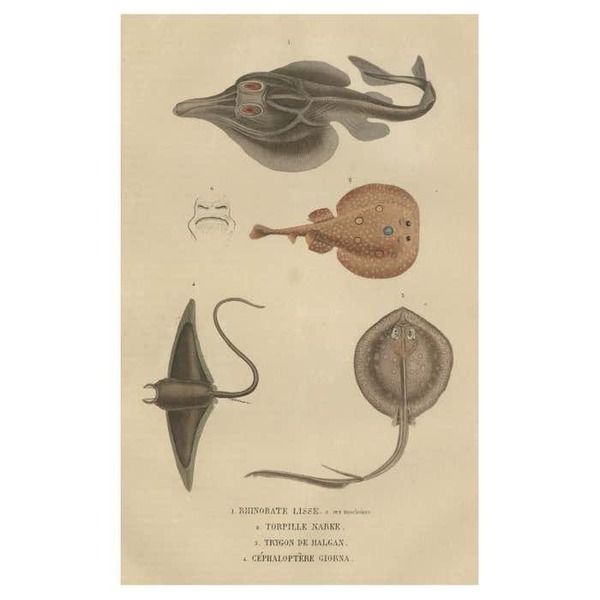 Print Of A Guitarfish, Common Torpedo, Stingray & Devil Fish Or Giant Devil Ray