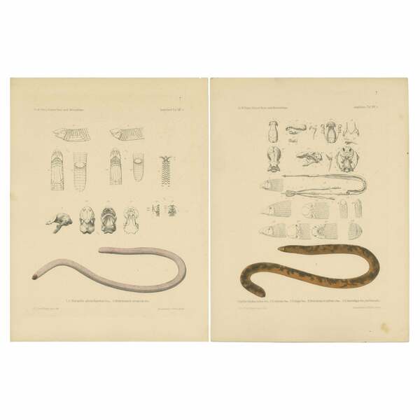 Set Of 2 Antique Prints Of The Anatomy Of A Worm Lizard And Other Amphibians £193.57per Set