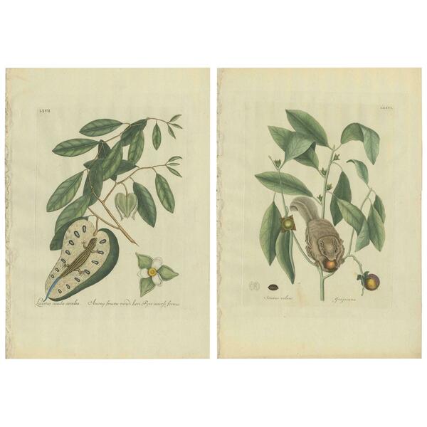 Set Of Two Antique Prints, Flying Squirrel, Blue Tail Lizard By Catesby '1777'