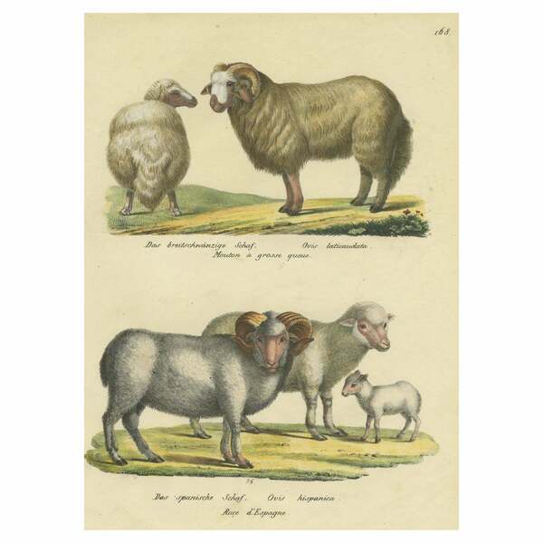 Antique Hand Colored Print Of Broad Tailed Sheep And Spanish Sheep