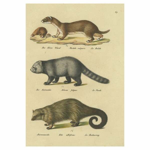 Antique Hand Colored Print Of A Weasel, Panda And Wolverine