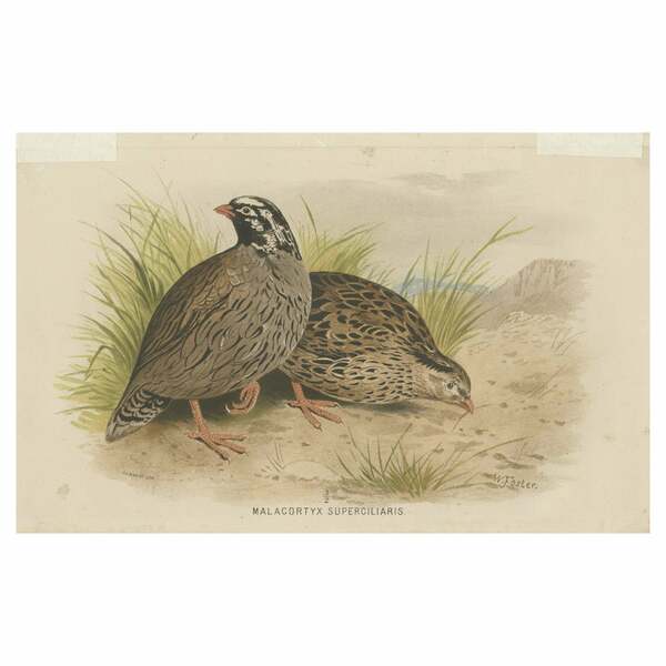Antique Bird Print Of The Mountain Quail By Hume & Marshall, 1879
