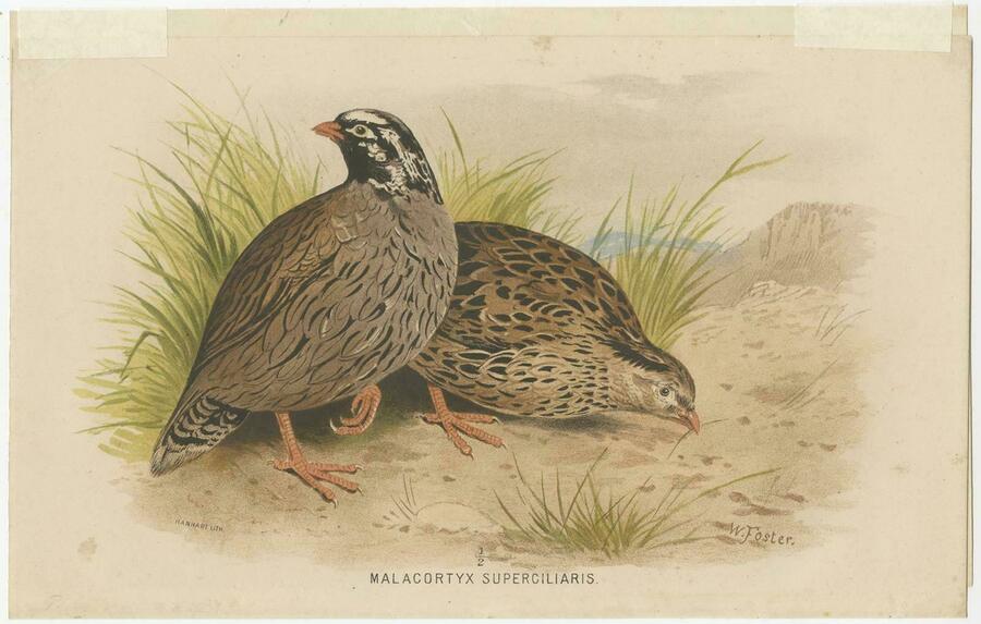 Antique Bird Print Of The Mountain Quail By Hume & Marshall, 1879 photo furniture