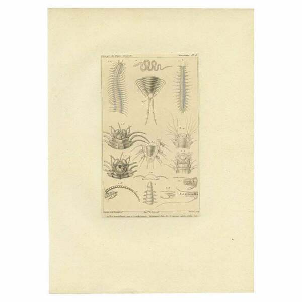 Antique Print Of Various Bristle Worms By Guérin, C.1829