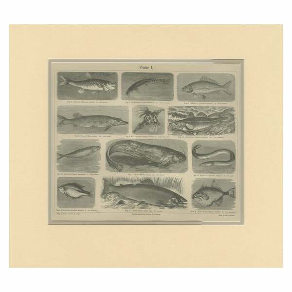 Antique Print Of Cod And Other Fishes By Meyer 'C.1890'