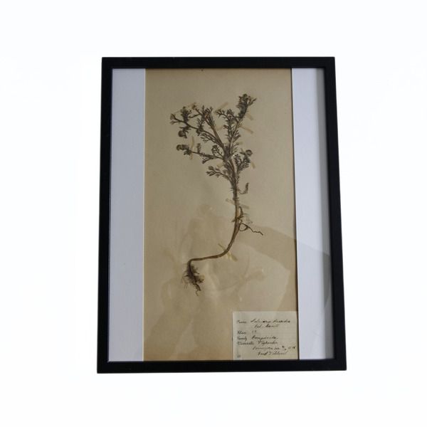 Antique Framed Herbariums. Attributed With Date, Botanist And Location In Sweden
