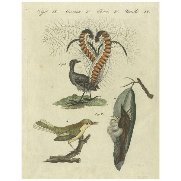 Antique Bird Print Of The Lyrebird And Tailorbird By Bertuch 'Circa 1800'