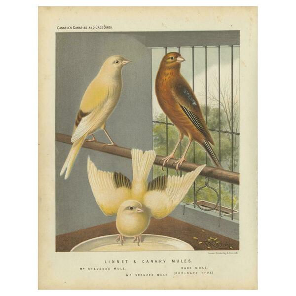 Antique Bird Print Of The Linnet & Canary Mules 'Circa 1880'