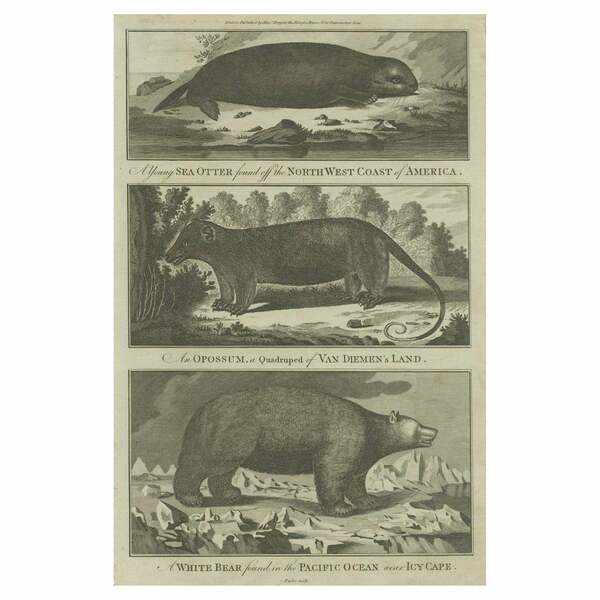 Antique Print Of A Sea Otter, An Opossum, And A White Bear, C.1784