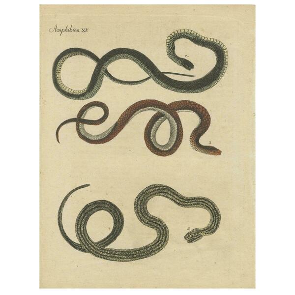 Antique Print Of Various Snakes, 'C.1800'