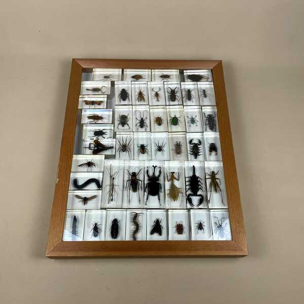 Insects Bugs Arachnids X44 Pieces In Clear Acrylic Display Block Resin Paperweight Art Beetles Scorpions Spiders Centipedes Moths Collection