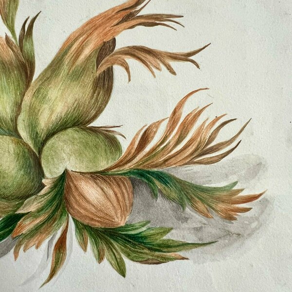 Watercolour Of Cobnuts In Ebonised Frame photo for sale