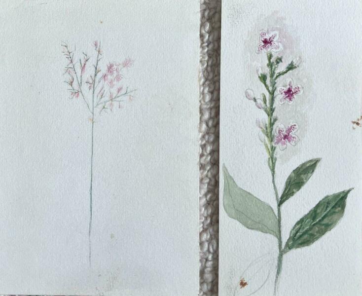 Caroline Worsleyset Of Two Fine Antique British Botanical Paintings Pink Flower Sketchc.1900's