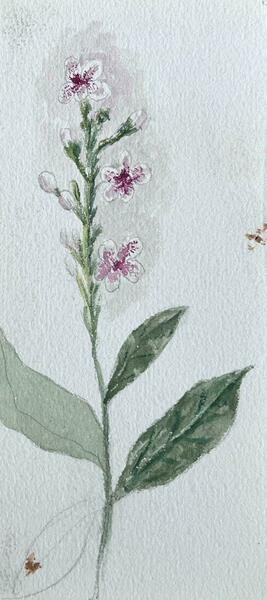 Caroline Worsleyset Of Two Fine Antique British Botanical Paintings Pink Flower Sketchc.1900's photo furniture