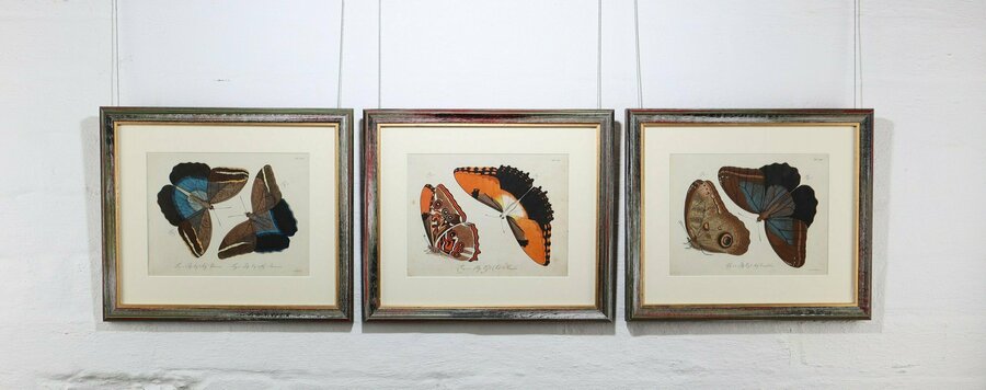 Set Of Three Exceptional Carl Gustav Jablonsky Coloured Butterfly Engravings photo furniture
