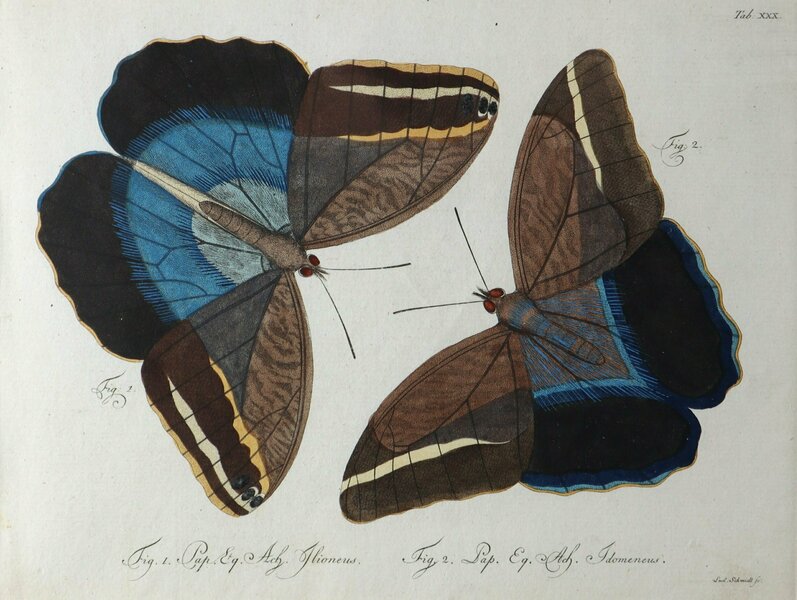 Set Of Three Exceptional Carl Gustav Jablonsky Coloured Butterfly Engravings photo for sale