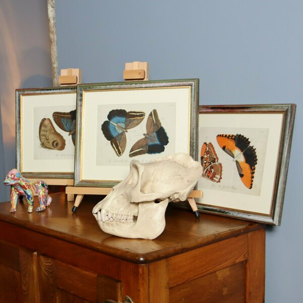Set Of Three Exceptional Carl Gustav Jablonsky Coloured Butterfly Engravings