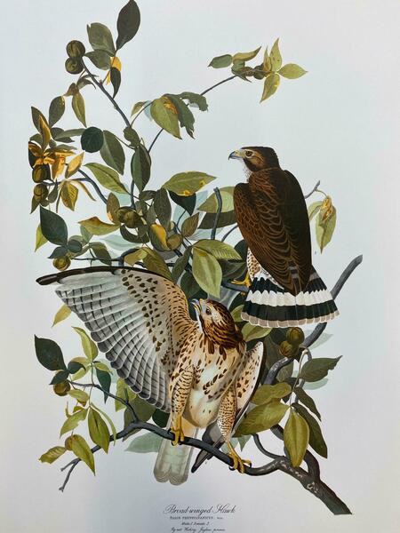 Large Classical Bird Color Print After John James Audubon   Cat Bird20th Century