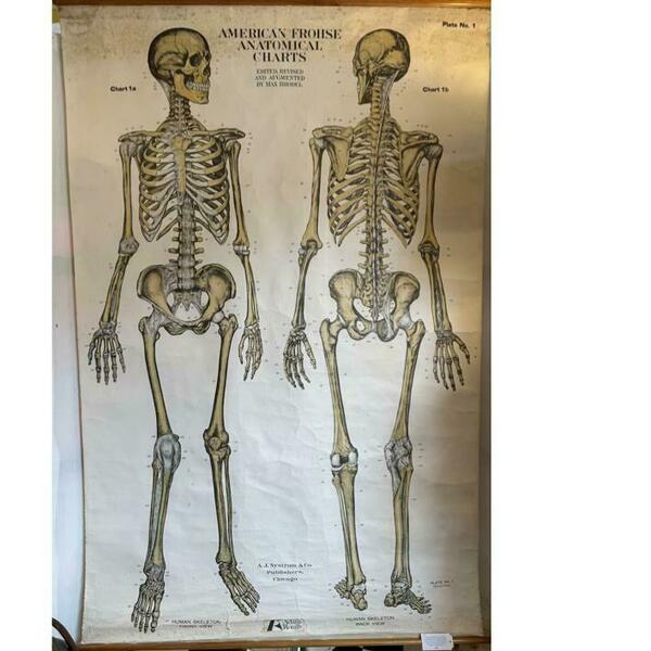 Skeleton Chart Example Human Skeleton Anatomical Chart | Vinterior