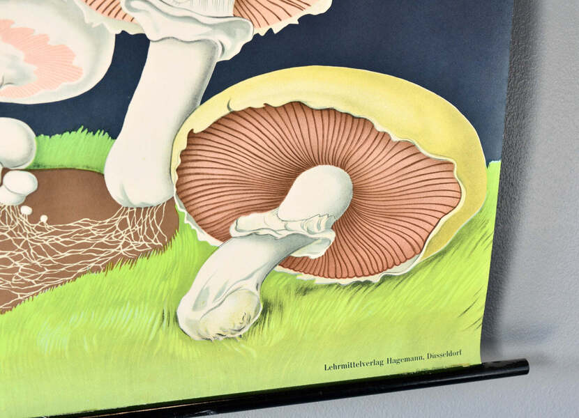 Wall Chart Of The Mushroom By Jung Koch Quentell photo for sale