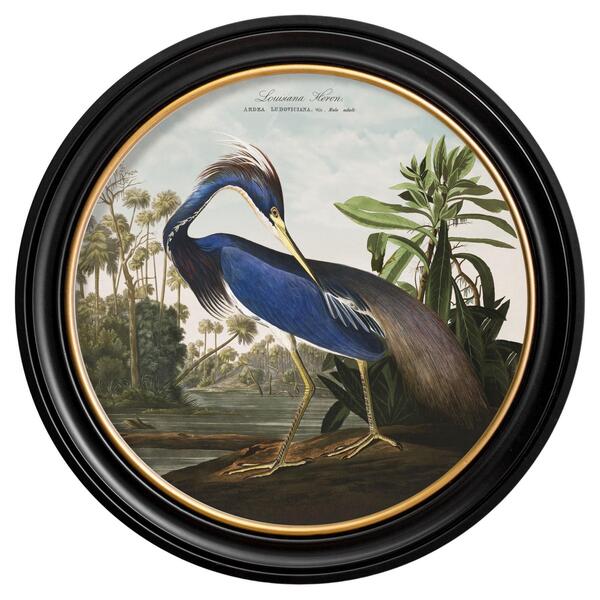 Louisiana Heron Print From Audubon's Birds Of America C1838 In Round Frame, New