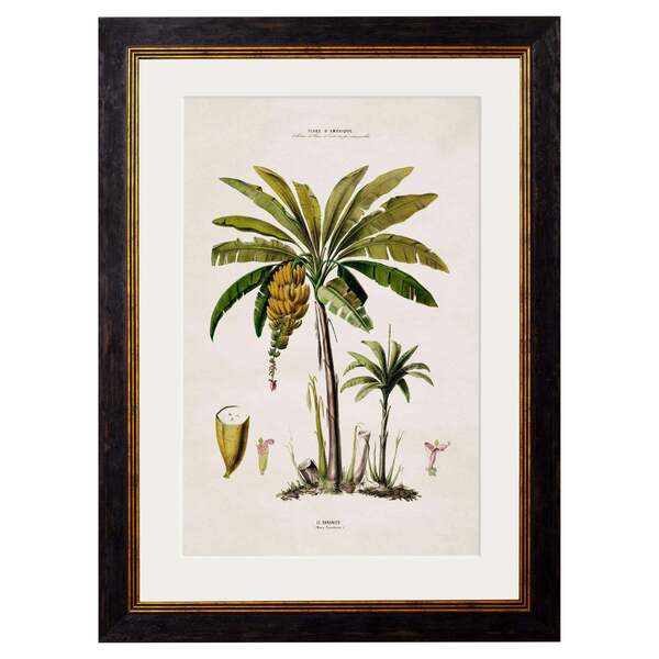 South American Banana Palm Tree Framed Print From C 1843 Study, New