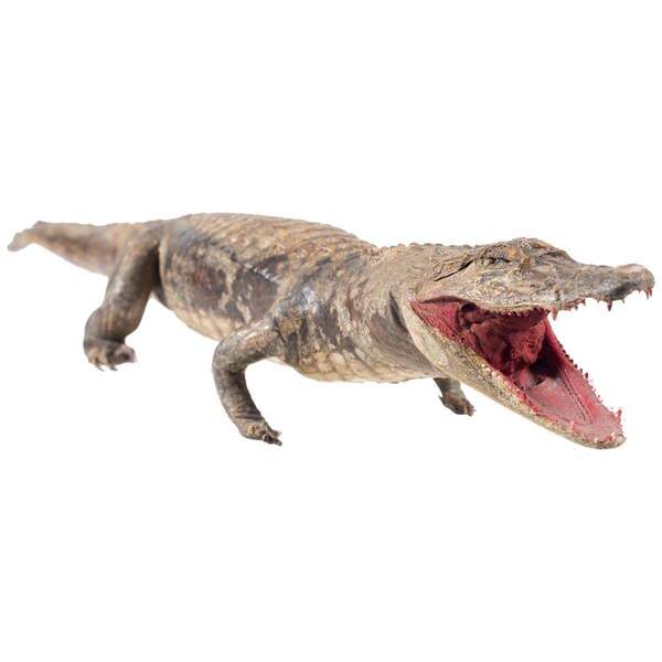 Three Vintage Embalmed Crocodiles, First Half Of The 20th Century