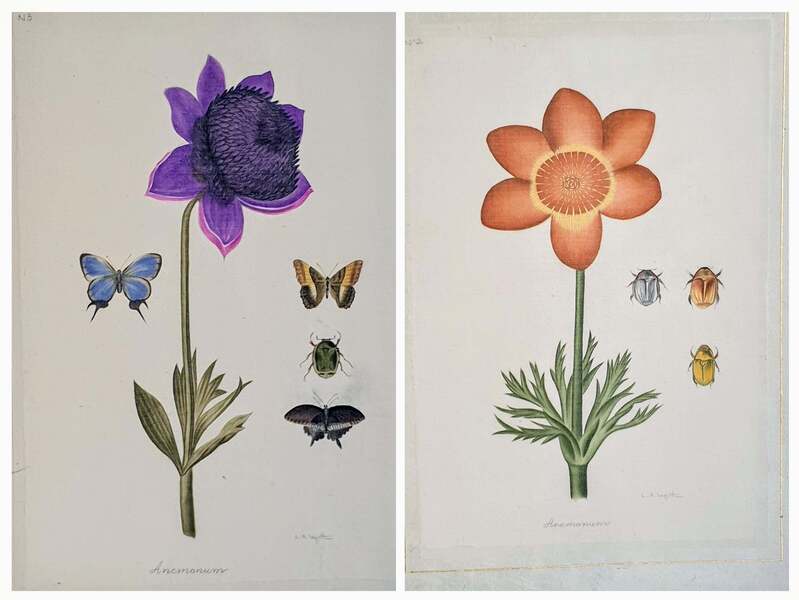 La Roche Laffitte Botanical Studies, Pair Of Watercolours On Silk On Handmade Paper, Anemones