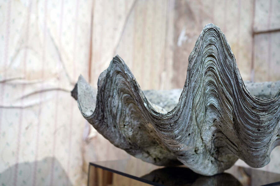 A Large Natural History Specimen Of A Giant Clam Shell C.1900
