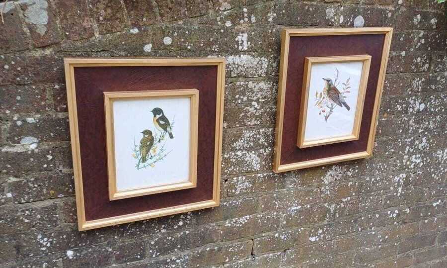 Pair Of Vintage Bird Prints In Classy Retro Double Gilt Frames, Leatherette Mount, Muir 1957 Prints, Victorian Revival Natural History