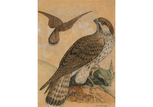 J. T. Hall Early 20th Century Watercolour, Falcons