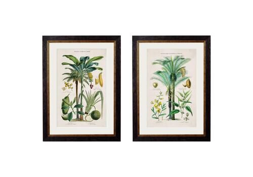 Set Of Two Tropical Plants Framed Prints From 19thc Originals