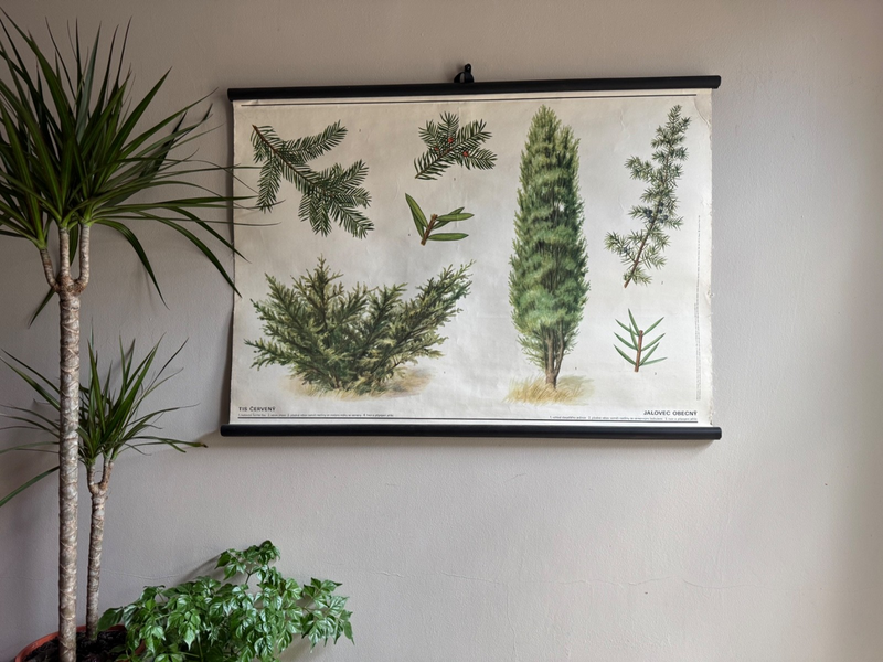 Vintage Juniper Tree  & Yew Boanical School Chart Botany Roll Down Linen Poster