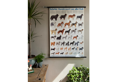 Vintage Popular Dog Breeds From Around The World School Chart Canines Hounds