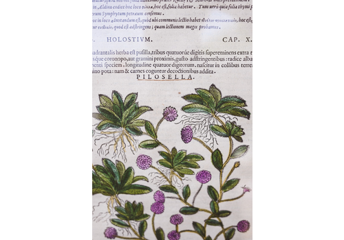 1500 Botanical Print Framed Matthioli Pilosella