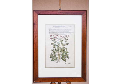 1500 Botanical Print Framed Matthioli Parthenium Matricaria