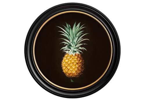 Pineapple Botanical Study Framed Print From French Original Of 1812, New
