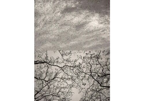Jaume Llorens Gaia 127   Black And White Photographic Diptych Birds Murmuration Skyline