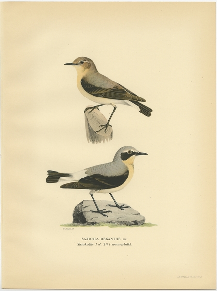 Antique Bird Print Of The Northern Wheatear By Von Wright (1927)