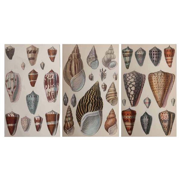 Shell Prints Small Shells Set Of 3 Original Antique Prints Of Shells, 1847 | Vinterior