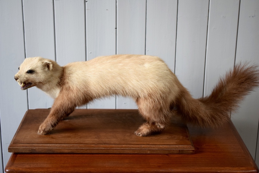 Antique Vintage Taxidermy White Polecat Ferret Mink Weasel Mounted