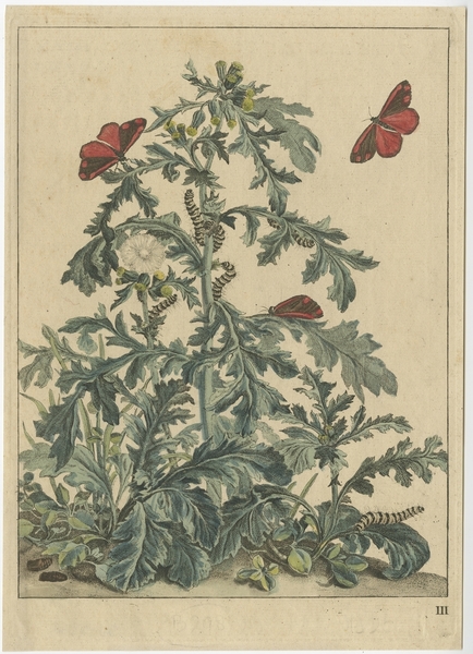 Pl. 3 Antique Print Of Butterflies By L'admiral (1774)