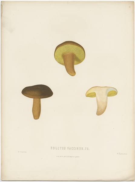 Antique Mycology Print Of The Boletus Aereus By Fries (C.1860)